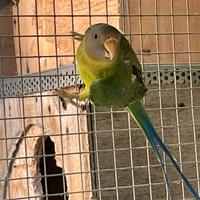 Parrocchetto testa di prugna