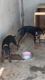Segugio maremmano