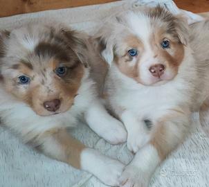Cuccioli di pastore australiano
