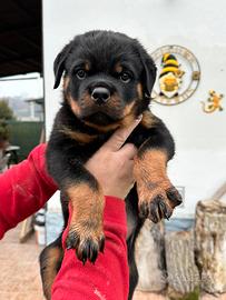 Cuccioli di Rottweiler con Pedigree
