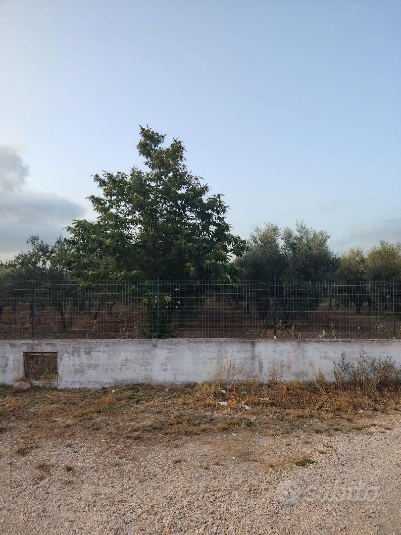 Uliveto a pochi centinai di metri dal paese - Vista 4