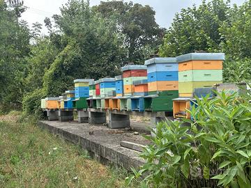 Famiglie e nuclei api pronte per la produzione