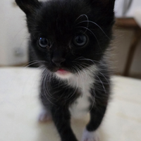 Gattina piccola ha bisgno di una casa