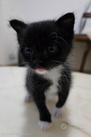 Gattina piccola ha bisgno di una casa