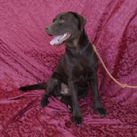 Monta labrador con pedigree lastre e test genetici