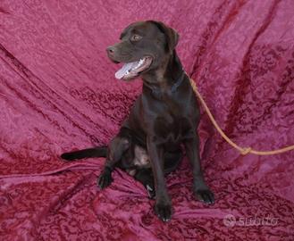 Monta labrador con pedigree lastre e test genetici