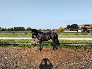 Stallone di 2 anni disponibile per monta