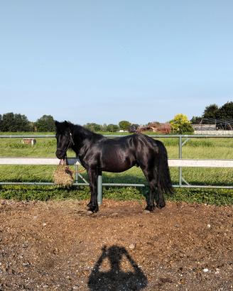 Stallone di 2 anni disponibile per monta