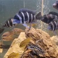 Ciclidi africani (frontosi)