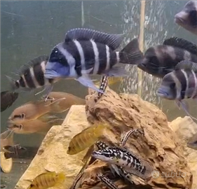 Ciclidi africani (frontosi)