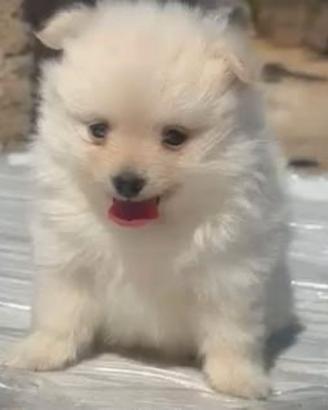 Spitz tedesco toy
