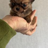Chihuahua mini