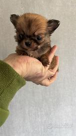 Chihuahua mini