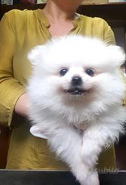 Volpino di pomerania femmina