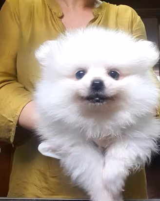 Volpino di pomerania femmina