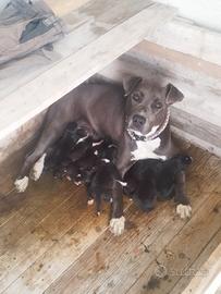 Cuccioli di Pitbull
