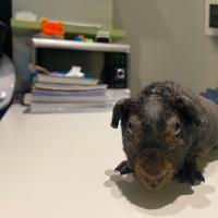 Skinny pig cavia nuda