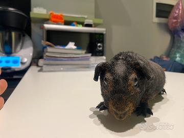 Skinny pig cavia nuda