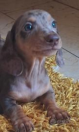 Cucciolo bassotto