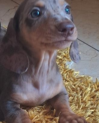 Cucciolo bassotto
