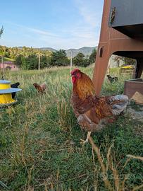 Gallo
