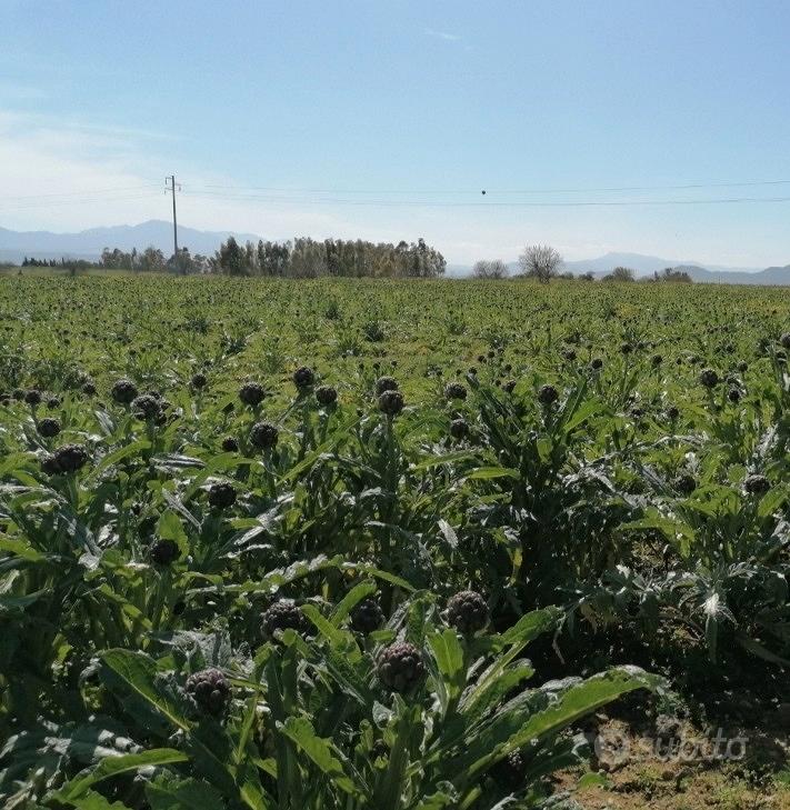 Terreni agricoli - Vista 3
