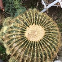 Grusone - Cuscino della  suocera cm. 75x70 circa