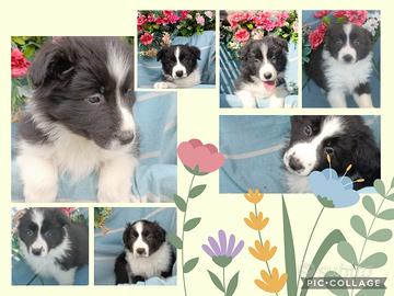 Cuccioli di Border collie