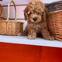 Barboncino toy ultima femmina