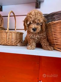 Barboncino toy ultima femmina