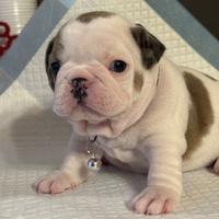 Bulldog francese