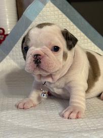 Bulldog francese