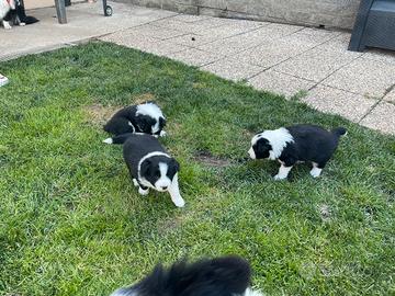 Border collie con pedigree