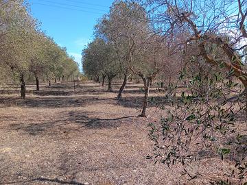 Campagna con terreno