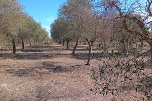 Campagna con terreno
