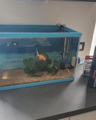 Acquario/Tartarughiera