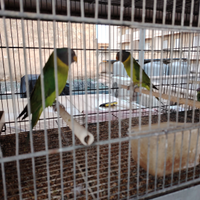 Parrocchetto testa di prugna