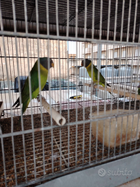 Parrocchetto testa di prugna