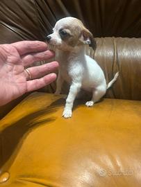 Chihuahua