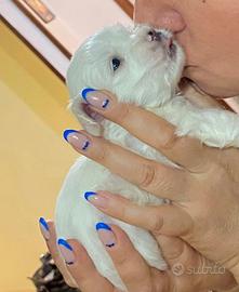 Cuccioli di MALTESI
