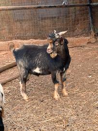 Capretto tibetano