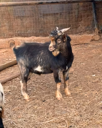 Capretto tibetano