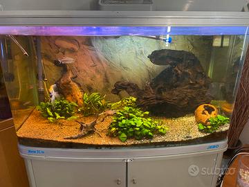 Pesci e arredamento acquario