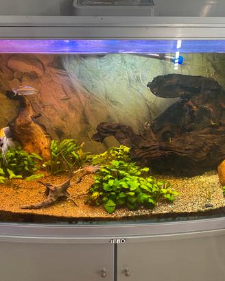 Pesci e arredamento acquario