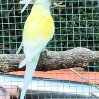 Parrocchetti dal collare