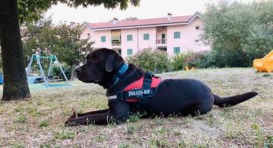 Labrador Disponibile per accoppiamento