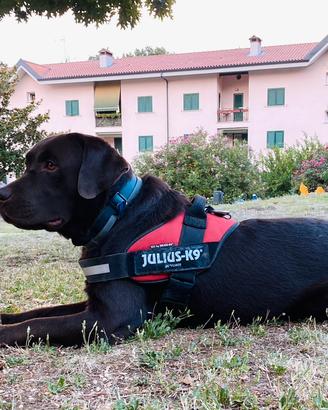 Labrador Disponibile per accoppiamento