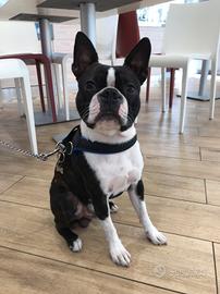 Boston Terrier disponibile per monta