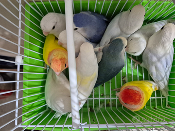 Inseparabili coppie riproduttive