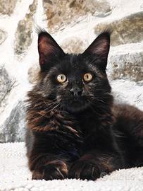 Ultimo meraviglioso cucciolo Maine Coon con Pedigr